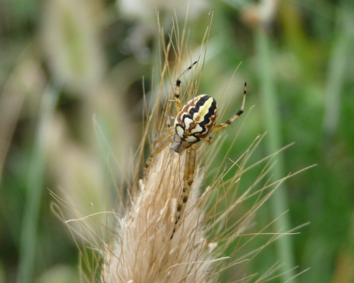 Neoscona adianta